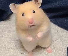 なんでもできませんがなんでもします 1週間白身が傍に寄り添います。
