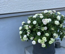趣味の園芸のお話します イメージ1