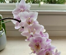 彼の気持ちが知りたい！その悩み、私が引き受けます イメージ1