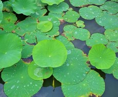 この場合、どちらにした方がいいか、アドバイスします イメージ1