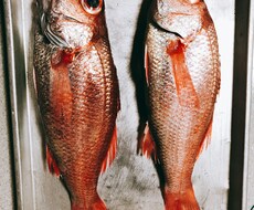 釣り楽しみ方教えます イメージ1