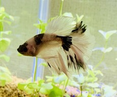 初めての熱帯魚飼育にお答えします イメージ1