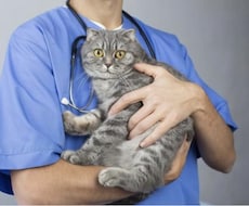 動物病院や犬猫に関する記事作成致します 動物病院に関することから犬猫の病気まで、幅広く対応致します