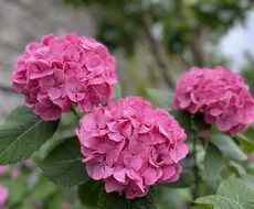恋愛の悩み、霊視します 恋の悩み、モヤモヤを解決に導きます。