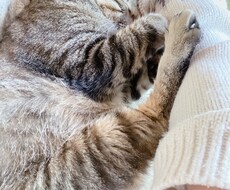 寝る前にちょこっとだけ♪おしゃべりします イメージ1