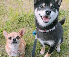 ワンちゃんのお悩み、相談にのります 動物看護師兼ドックトレーナーによるお悩み相談です