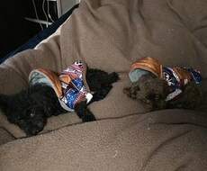 こころの悩み&愛犬の悩みの相談に乗ります イメージ1