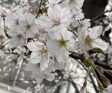 摂食障害、食べたい欲まぎらわさせます イメージ1