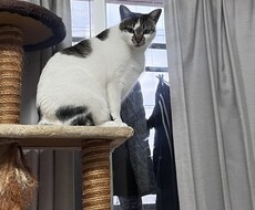 やさしくお話聞きます♡愚痴・雑談・猫トークOKます イメージ1