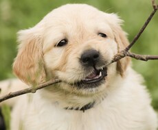わんちゃんのお世話に関するイライラ何でも聞きます 家族が協力してくれない、お世話がしんどくなってきたという方へ