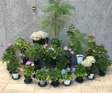 ブライダル関係で不安なことの電話相談や代理で今日だけ話しを聞いてきてほしいことなど イメージ1