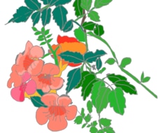 描写重視：植物を鮮やかな色彩でお届けいたします イメージ1