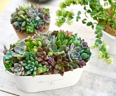 多肉植物のお悩み解決のお手伝いいたします 属種により違う育て方、寄せ植え方をお教えします!