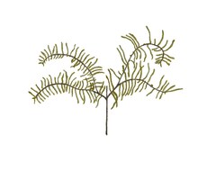 色鉛筆で存在感あるタッチのイラストを描きます イメージ1