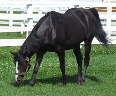 誰も知らない馬券術を販売します イメージ1