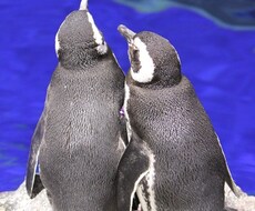 24時間独り占め！あなただけのペンギンになります イメージ1