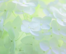 バラ売り用画像、アナベル　2枚組販売します イメージ1