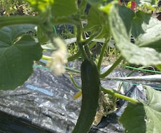 無農薬野菜と栽培風景の写真を提供します イメージ1