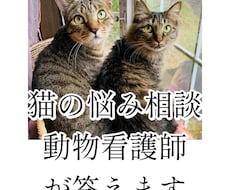 猫の飼い方相談に乗ります 動物看護師が丁寧にアドバイスします