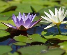 人生好転！簡単な先祖供養の方法お教えいたします ご先祖様に守って頂けると、土台が整い人生がより良き方向へ