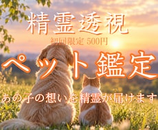 精霊透視✴︎大切なあの子の想いを翻訳します 今、あの子が一番伝えたい想いを読み解きます