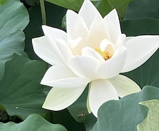 幸せと豊かさへの扉を開きます イメージ1