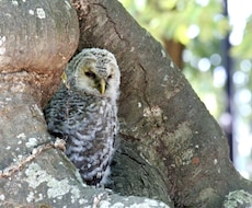 日本の野生動物や野鳥が見れる場所を紹介します イメージ1