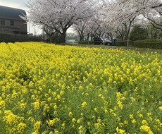ピアス開けたくなるのわかります イメージ1