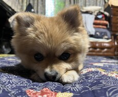 皆様の日常での悩みや恋愛などあなたの心を和らげます イメージ1