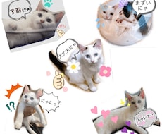 ペットのオリジナルLINEスタンプを作成します 【最安値】世界に一つだけのオリジナルLINEスタンプを！