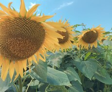 派遣先での愚痴聞きます イメージ1