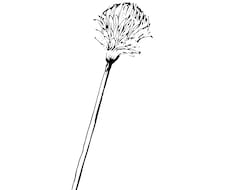 植物線画イラスト描きます 抜け感のあるリアルな植物の線画を描きます！