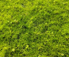 苔の育て方教えます イメージ1