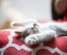 トークルームであなただけのmaruになります イメージ1