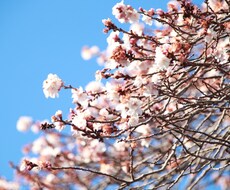 花や風景の写真販売します イメージ1