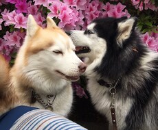 アニマルコミュニケーションをします