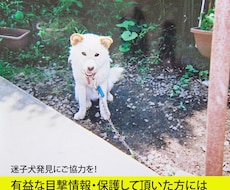 写真を使った迷子のペットポスターを作成します イメージ1