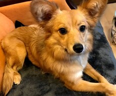 ワンちゃんを迎える前の相談に乗ります CPDT-KA認定ドッグトレーナー　現役犬のようちえんの先生