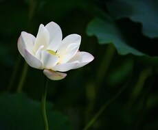 ワンコイン鑑定☆彡チャネリングで鑑定をします 恋愛・結婚・仕事・転職・人間関係・その他色々鑑定します