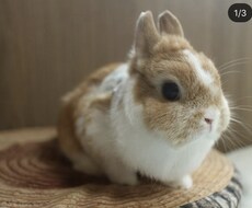 女性の柔らかい声で[ゆるかわナレーション]承ります イメージ1