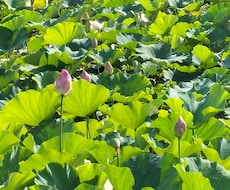 あなたに最善なエネルギーをカスタムヒーリングします イメージ1