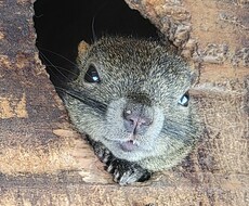 自然の風景と、たまに動物が紛れます イメージ1