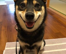 ビデオチャットで犬との暮らしのアドバイスします 国際ライセンスCPDT-KA認定ドッグトレーナー