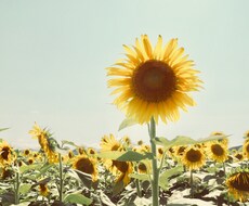 笑顔にさせます イメージ1