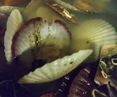 今ある食材で作ります イメージ1