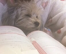 調理師の国家試験対策をサポートします 仕事と勉強の両立で効率良く勉強したい方へ