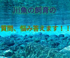 川魚の飼育、悩みについて答えます イメージ1