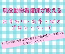 4つのステップで天才犬。しつけの方法教えます 超簡単！他の芸にも応用できるお座り伏せ等の教えさせ方
