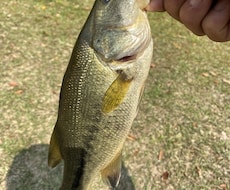 初心者向けのバス釣りアドバイスを提供致します イメージ1