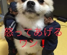 貴方を優しく怒ったり癒します 仕事で疲れてる方や、日々の生活に不安な方募集しますよ〜⭐︎